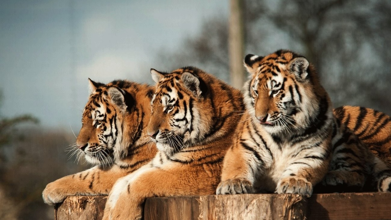 3 Tigers lying down