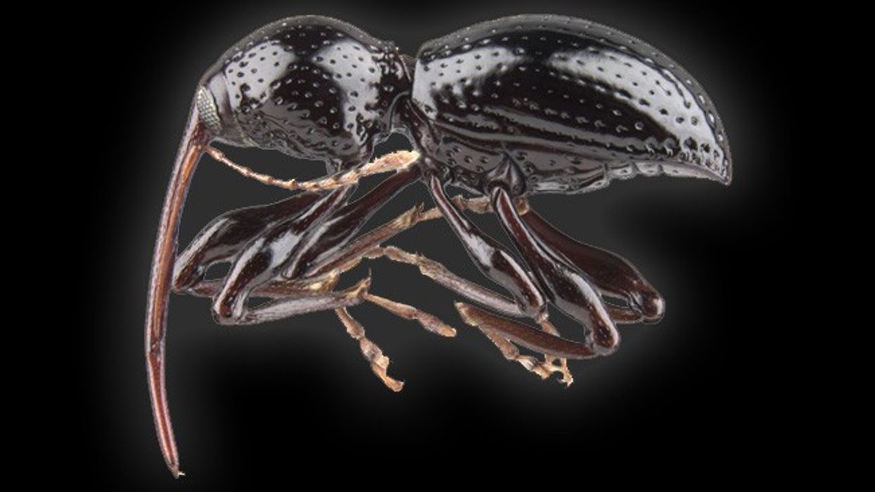 $4m Gift to Canadian Museum of Nature Will Fund Cryogenic Gene Store and Species Discovery