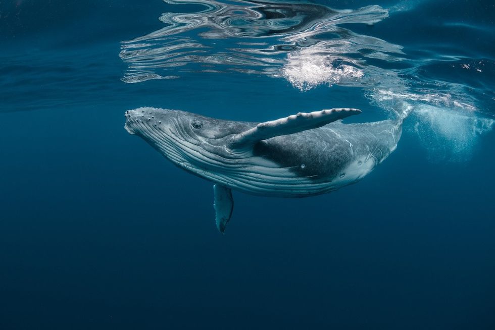 A Baby Humpback Whale Plays Near the Surface in Blue Water Aquarium Conservation Partnership