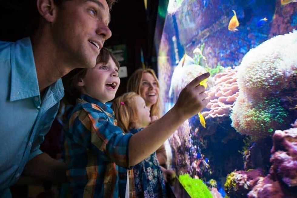 a family watches the fish in the coral exhibit