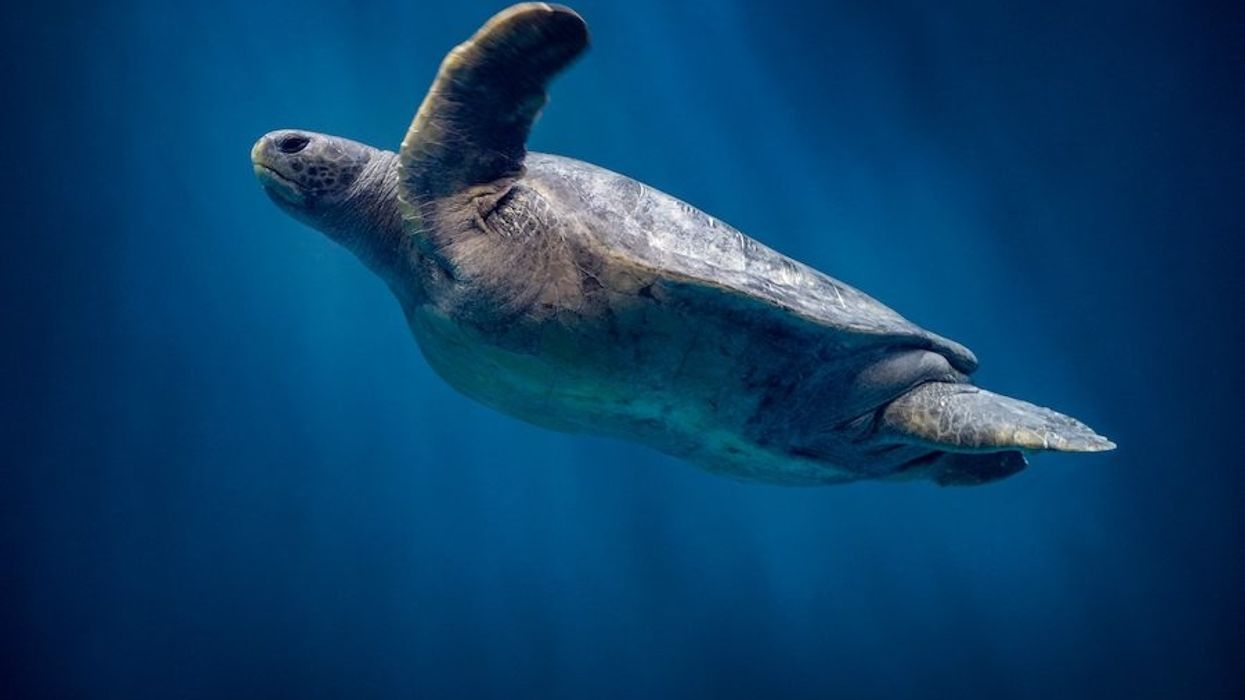 A green sea turtle (Chelonia mydas) swiming in the Open Sea exhibit