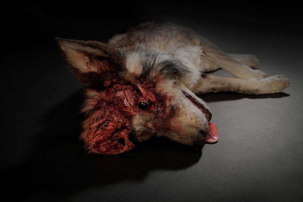 A grotesque, partially decayed animal prop on a dark surface.