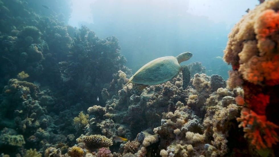 A hawksbill turtle at the Red Sea Project