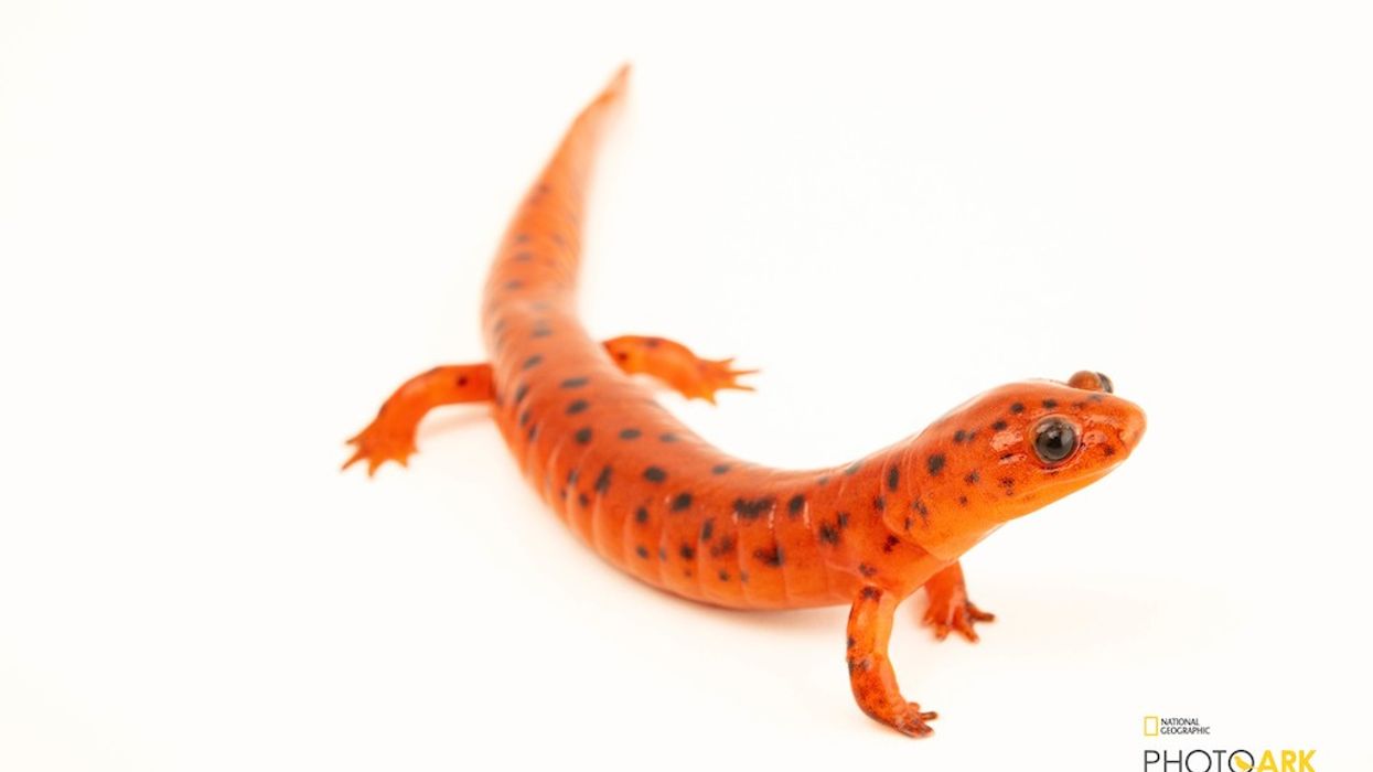 A midland mud salamander at the Tennessee Aquarium. (Credit: Joel Sartore/The Photo Ark)