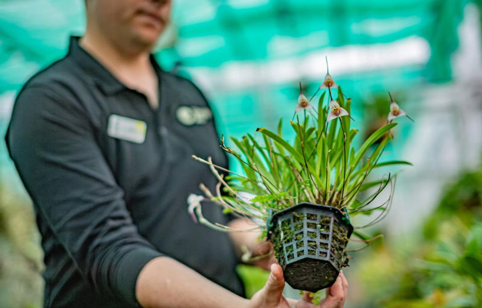 A nursery worker holds a potted orchid with slender leaves and small flowers.