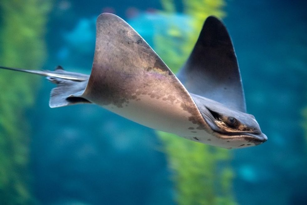 A ray swimming in Monterey Bay Aquarium top zoos and aquariums US