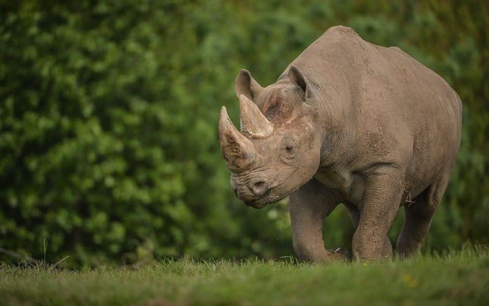 A rhinoceros walking on grass with dense green foliage in the background at Chester Zoo