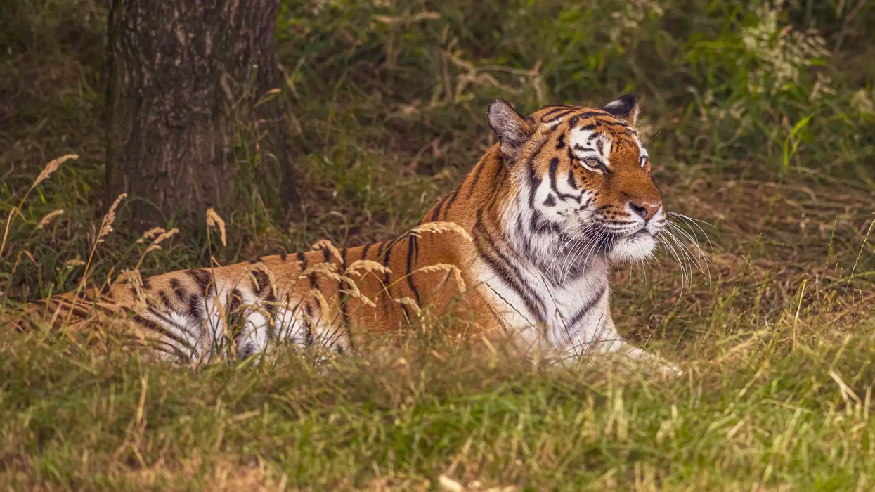 A tiger lying in grass under a tree, gazing into the distance at Yorkshire Wildlife Park