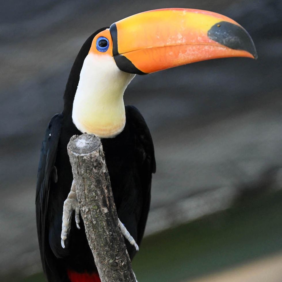 A toco toucan can be seen at Brookfield Zoo’s Hamill Family Play Zoo