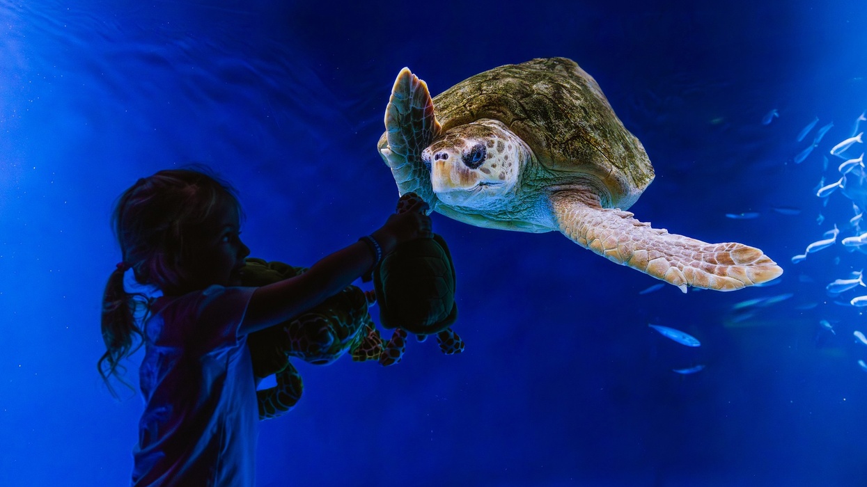 A young guest excited to see the Loggerhead Sea Turtle in Birch Aquarium’s Living Seas