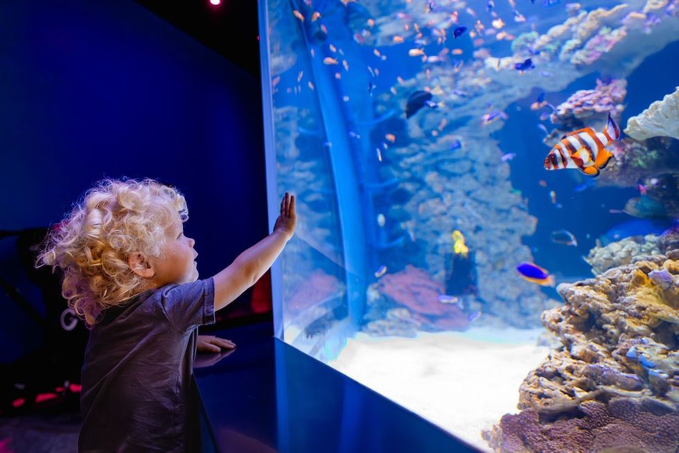A young guest looks at colorful live coral inBirch Aquarium\u2019s Living Seas