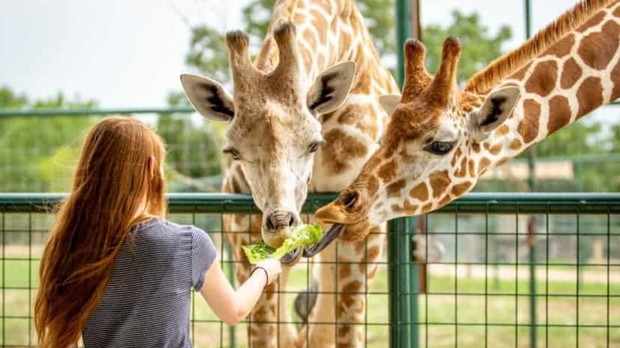 accesso Parks! America Giraffe Feed