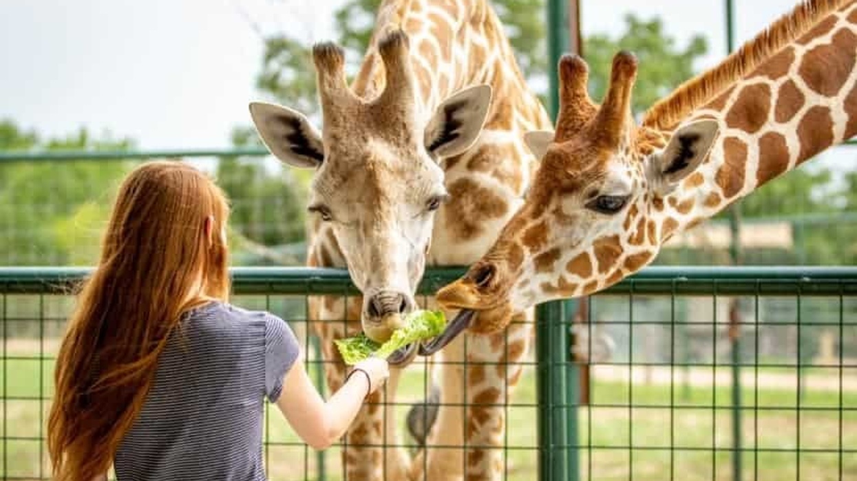 accesso Parks! America Giraffe Feed