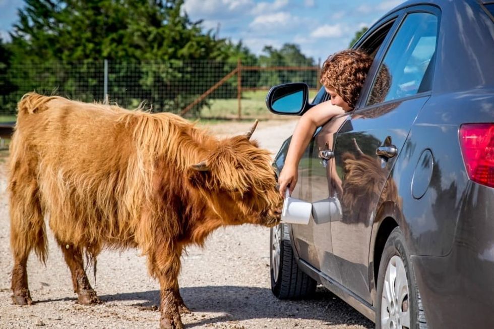 accesso Parks! America Highland Cattle Car Drive Feed