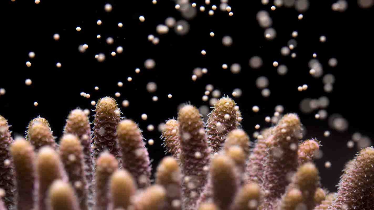 Acropora millepora spawning coral