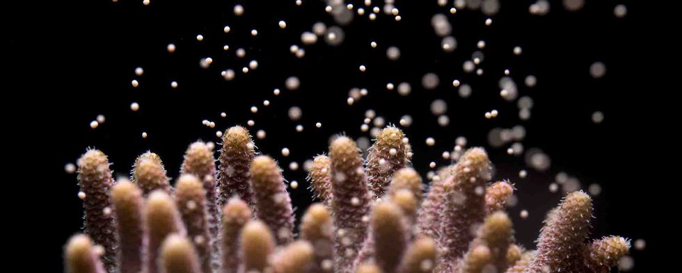 Acropora millepora spawning coral