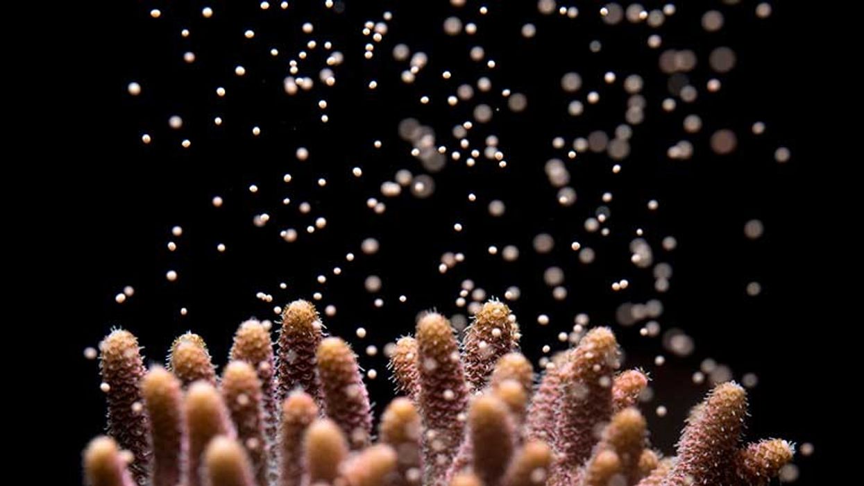 Acropora-millepora-spawning-releasing-egg-sperm-bundles-into-the-water horniman coral research