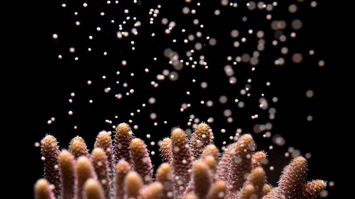 Acropora-millepora-spawning-releasing-egg-sperm-bundles-into-the-water horniman coral research