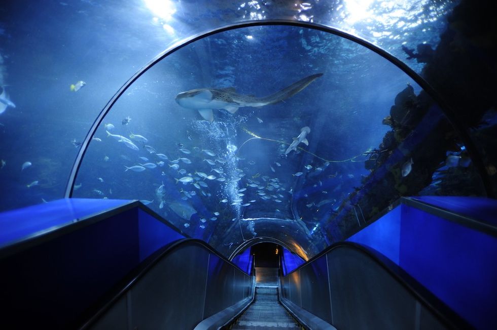Acrylic tunnel aquarium with sharks swimming overhead.
