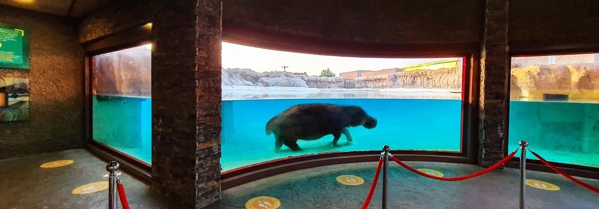 Adult-Hippopotamus-Zoo-Exhibit Dubai Safari Park