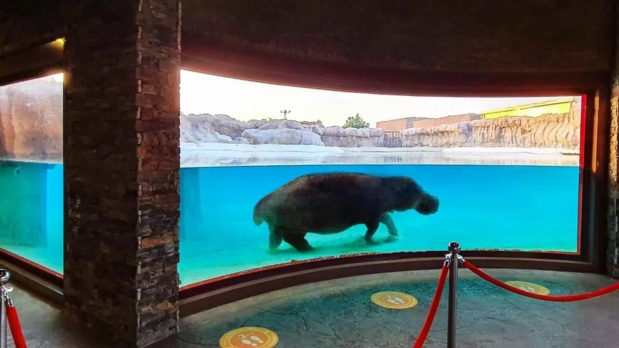 Adult-Hippopotamus-Zoo-Exhibit Dubai Safari Park