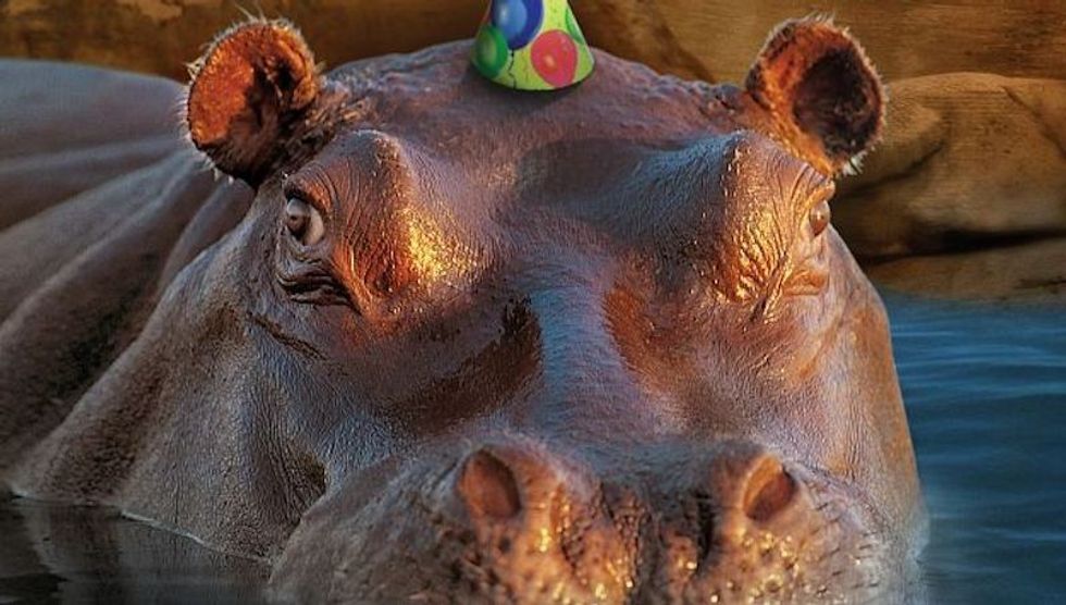 Adventure Aquarium hippo with birthday hat