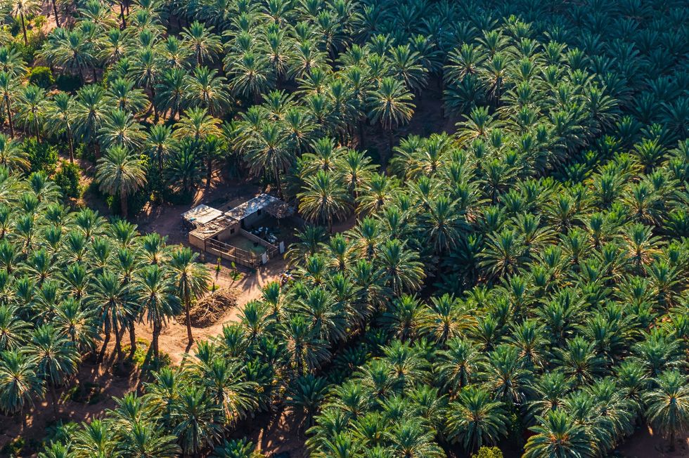 Aerial view of a dense palm tree grove at AlUla with a small building in the center.