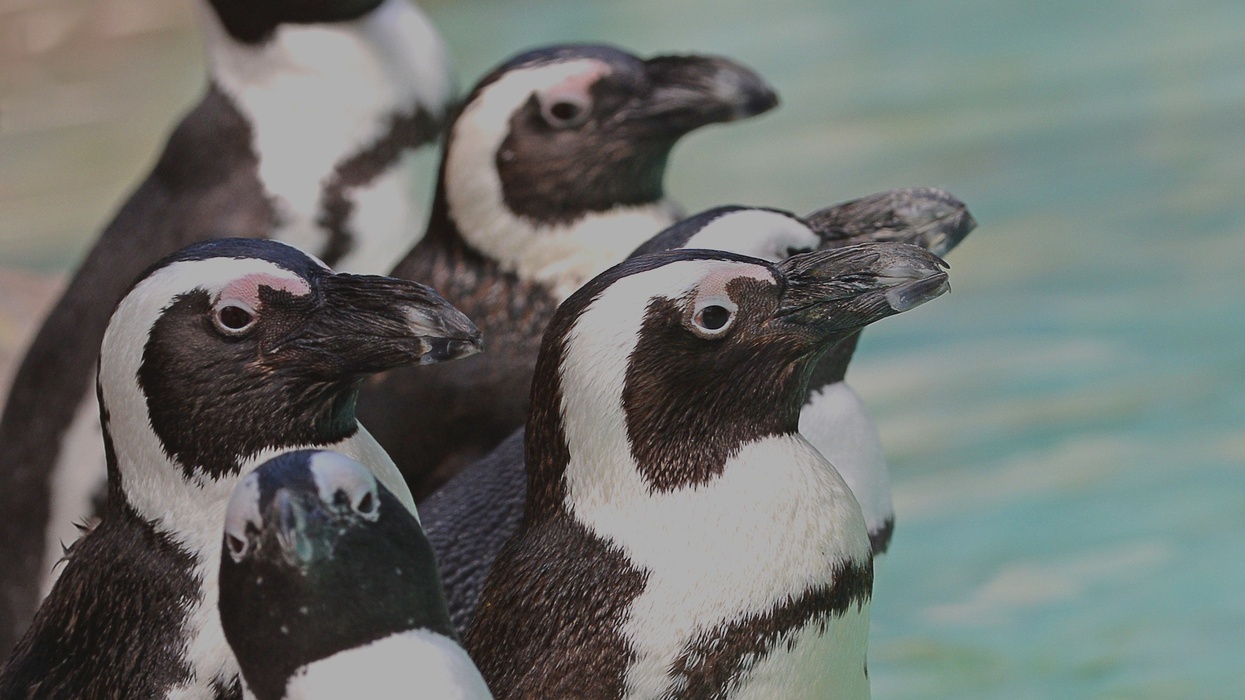 africa penguins Zoo Tampa