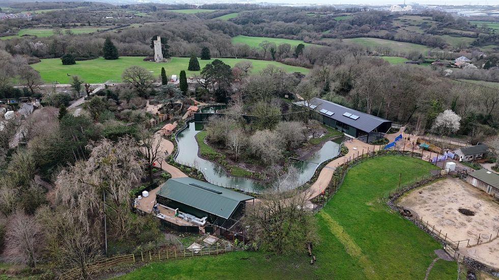 african forest bristol zoo project