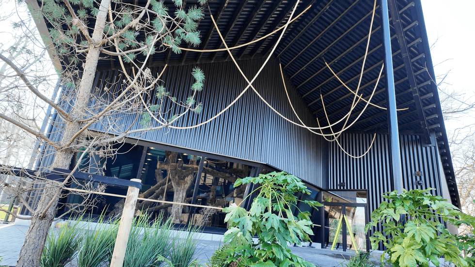 african forest gorilla habitat bristol zoo project