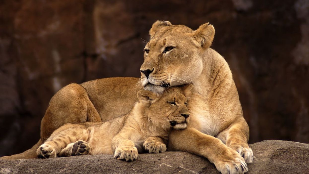 african lion mother with cub zoo design conference