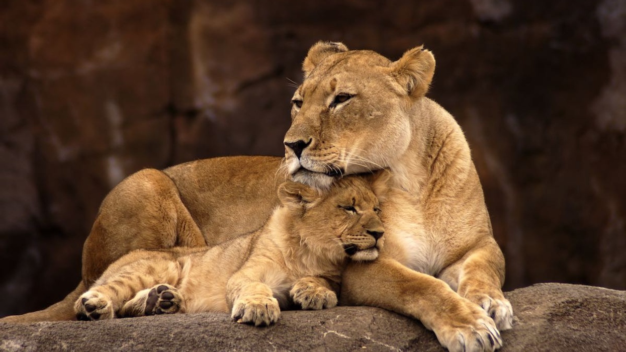 african lion mother with cub zoo design conference