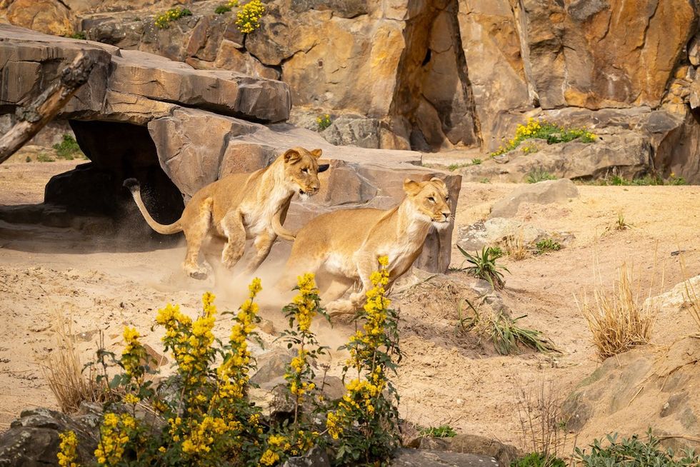 African lions