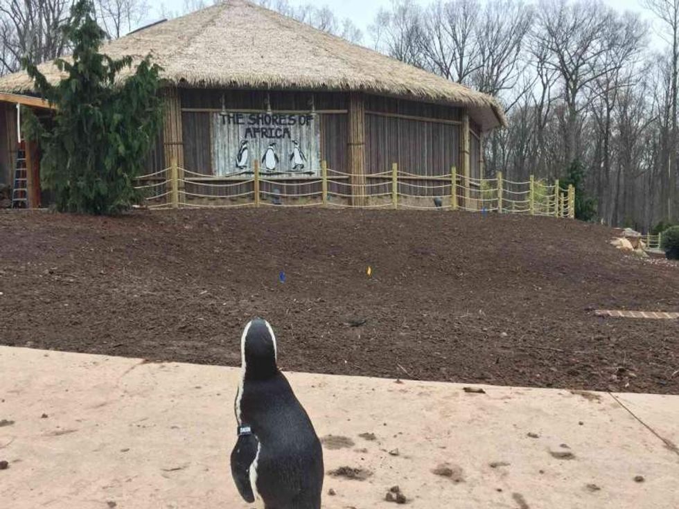 african penguin looks at shores of africa exhibit at turtle back zoo