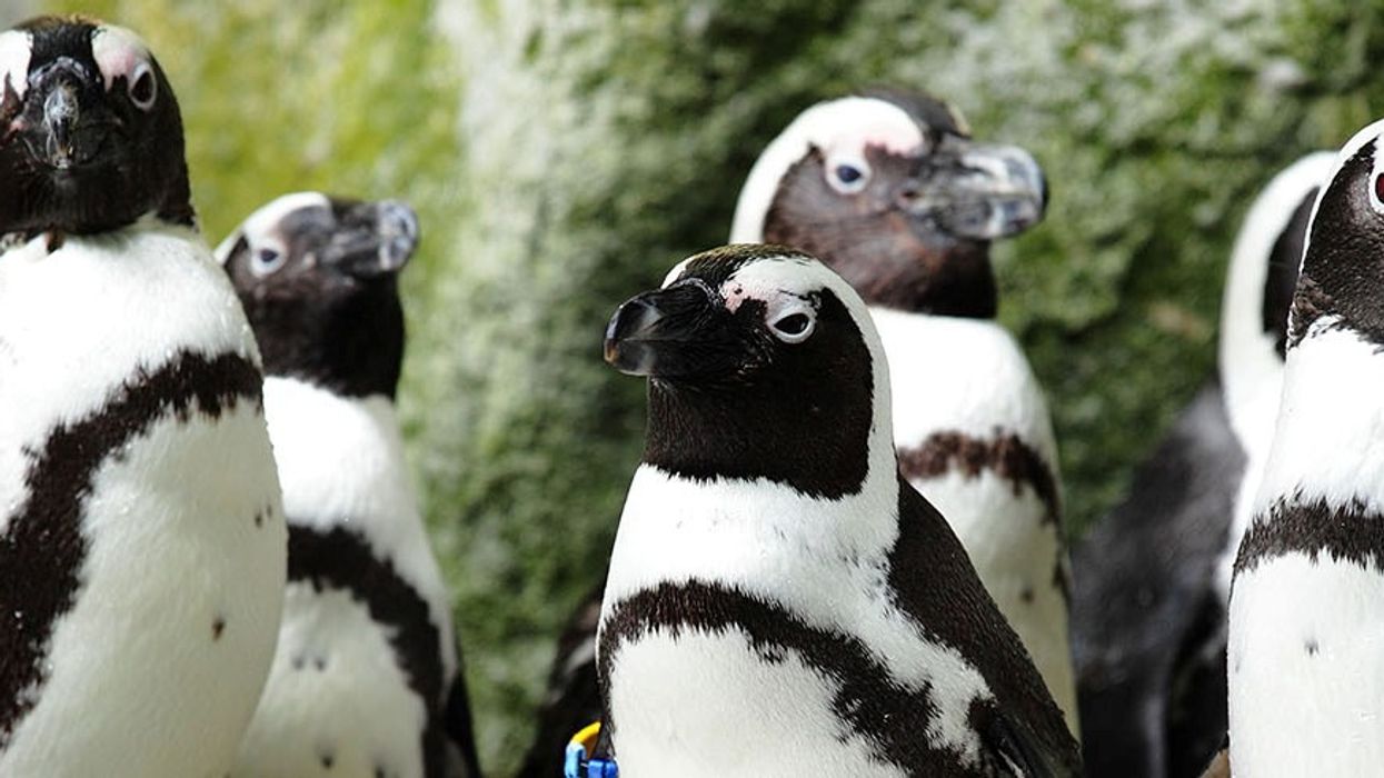 african penguins turtle back zoo
