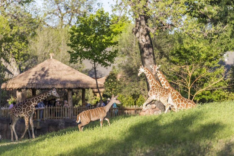 African Savanna Fort Worth Zoo