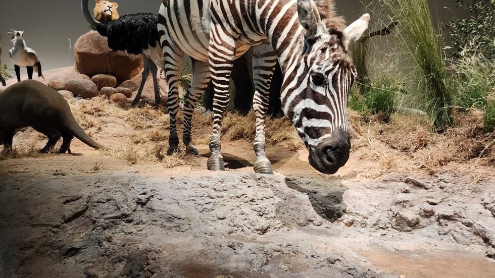 African Savannah: Ground form fabrication by Adirondack Studios; All foliage fabrication by Volumetric; Gekko, Qugga, and Weta jointly fabricated the animals featured across the different areas within the museum