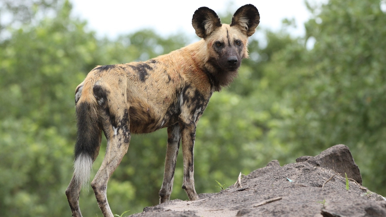 african wild dog