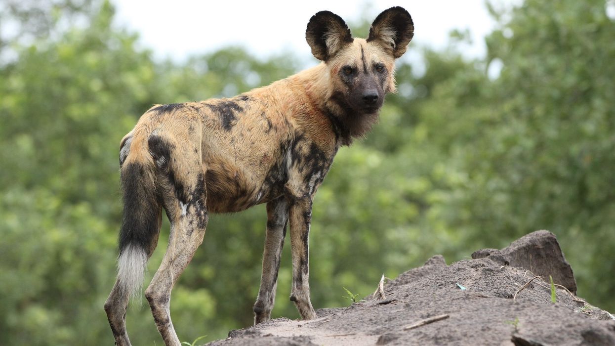 african wild dog