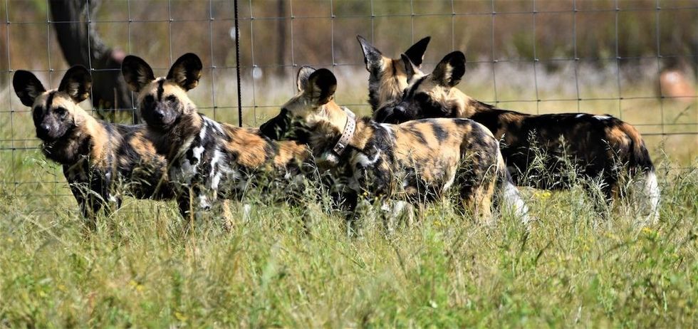 African Wild Dogs on the UmPhafa reserve
