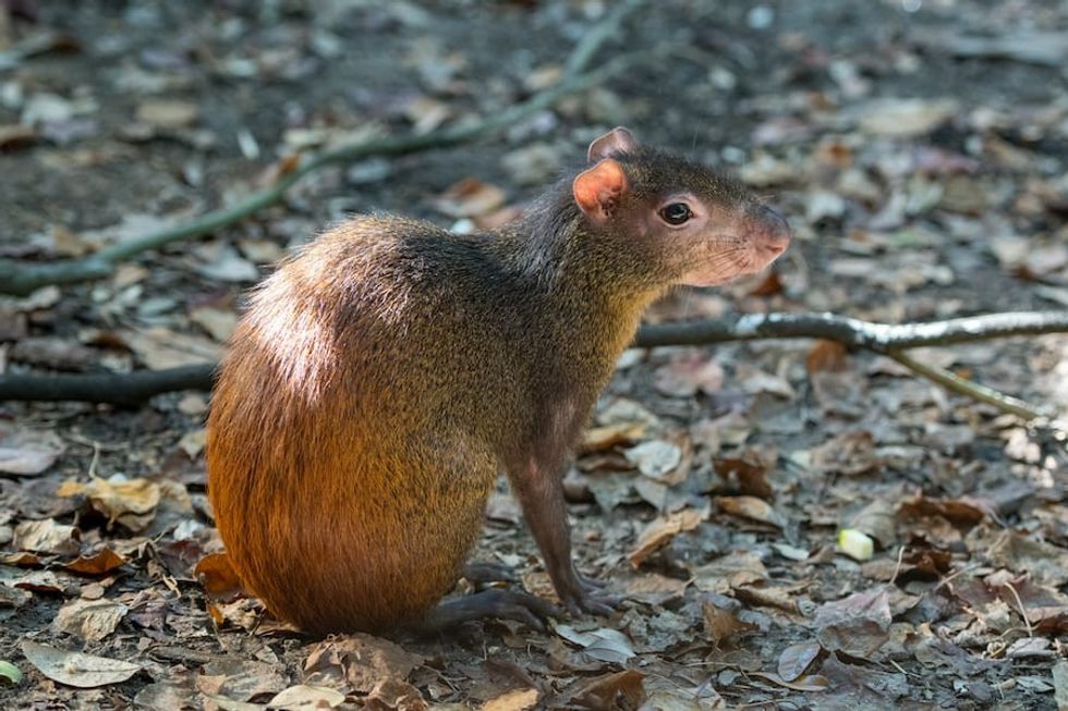 Agouti-Houston-Zoo