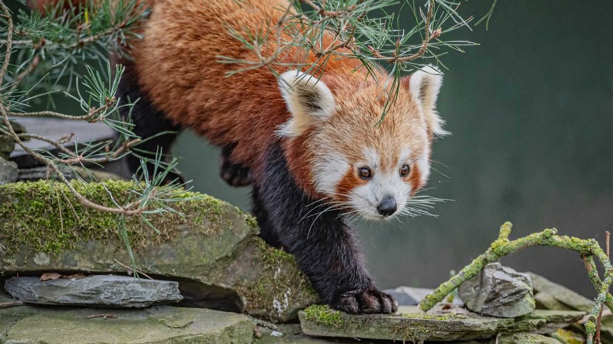 akashi red panda chester zoo