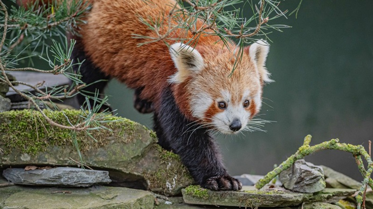 akashi red panda chester zoo