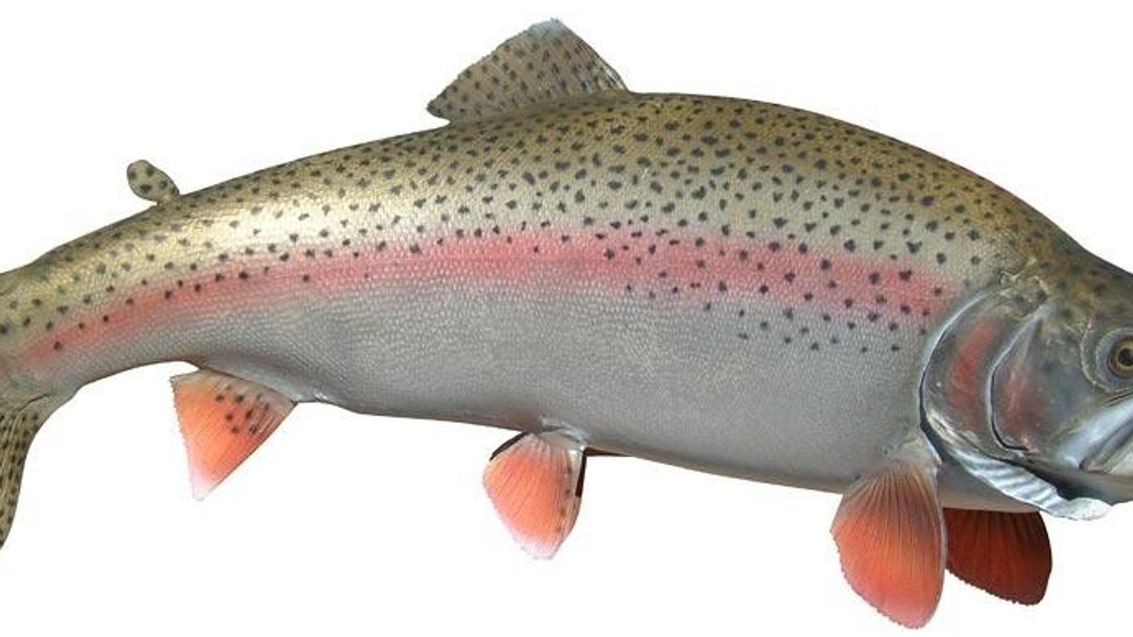 alaska rainbow trout old mckenzie