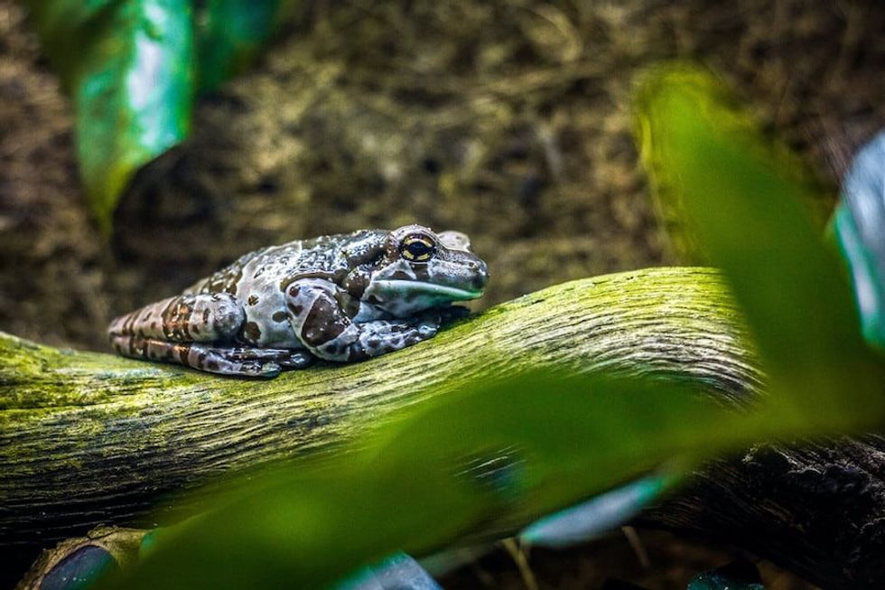 Amazon milk frog