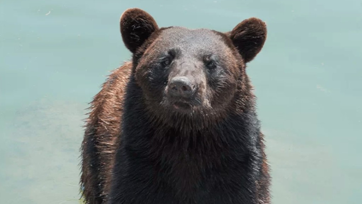 american black bear marineland