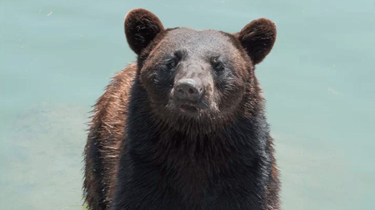 american black bear marineland