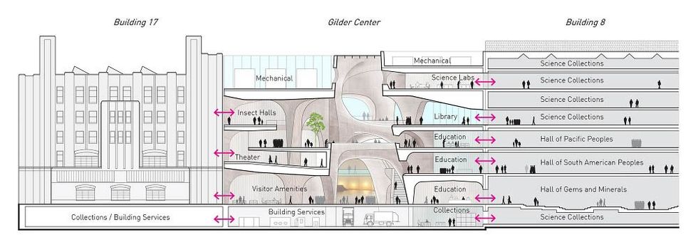 american museum of natural history glider center cutaway