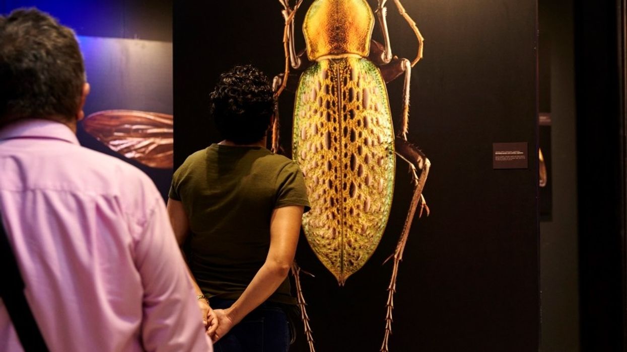 American Museum of Natural History Microsculpture Levon Biss Traveling Display