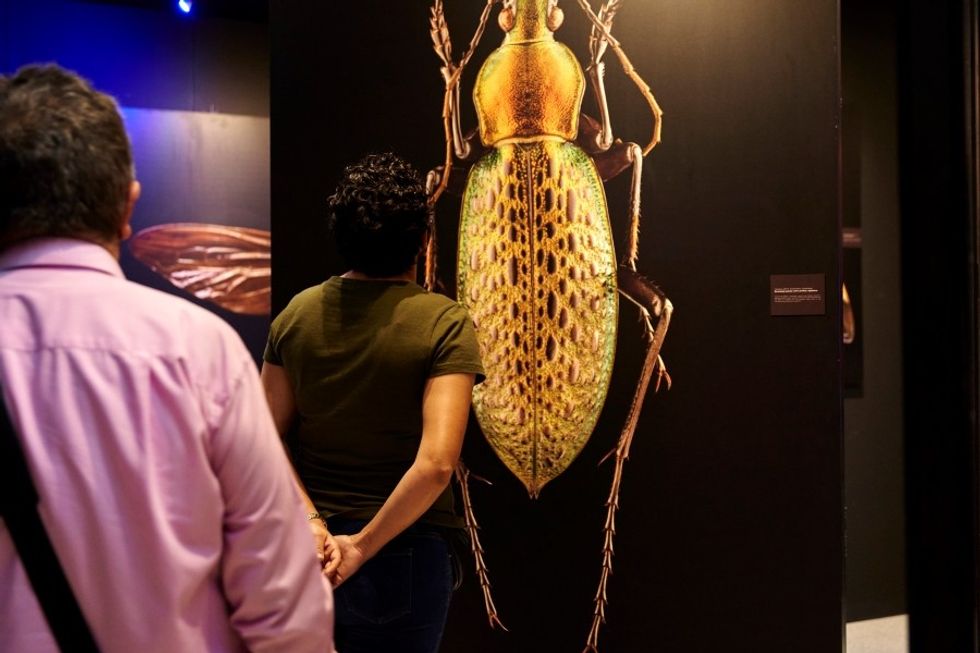 American Museum of Natural History Microsculpture Levon Biss Traveling Display